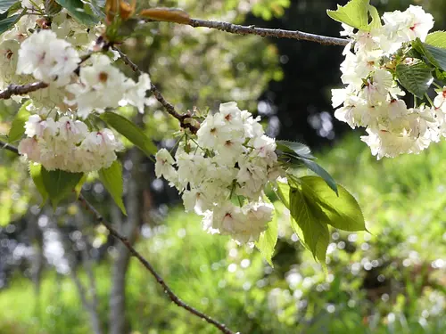 Fleurs de cerisier jaune Goi d&#39;Izumi