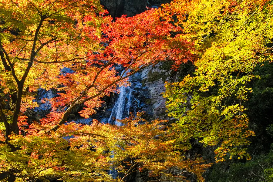 Hojas de otoño en las cataratas Rokujuhiro