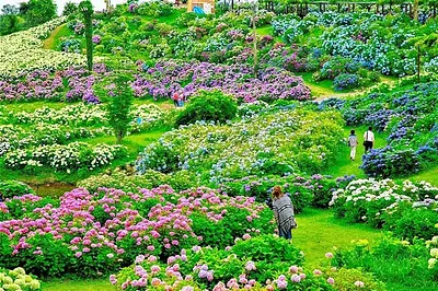 2026かざはやの里「花と祈りの紫陽花まつり」