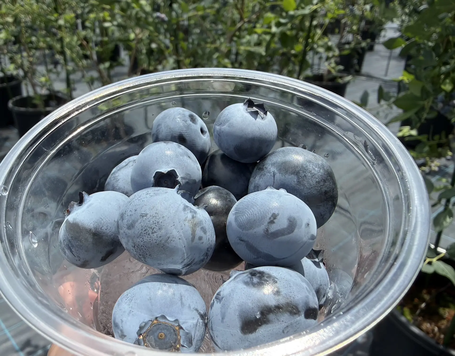 冷えた氷のカップがもらえる
