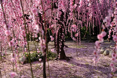 結城神社の枝垂れ梅（6）