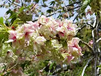 Flores de cerezo amarillas Goi de Izumi