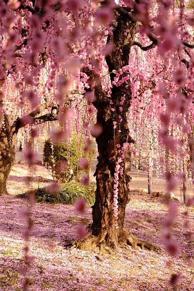 結城神社の枝垂れ梅（7）