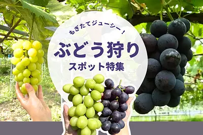 三重県でぶどう狩りを楽しもう🍇三重のぶどう狩りスポット特集【2025年版】