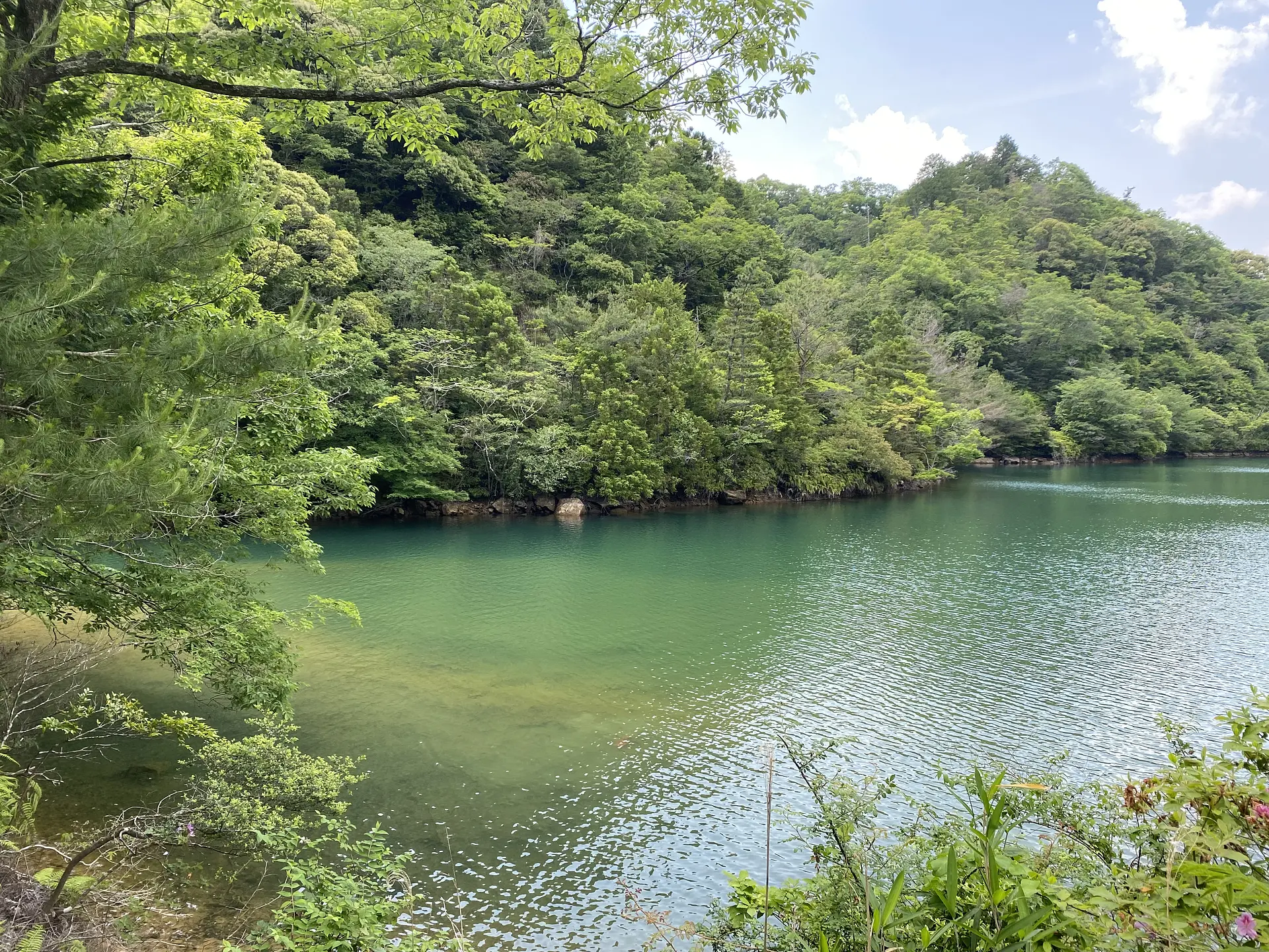 もみじの新緑が切り絵のようで美しい！