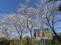 築100年の古民家でお花見！天満荘