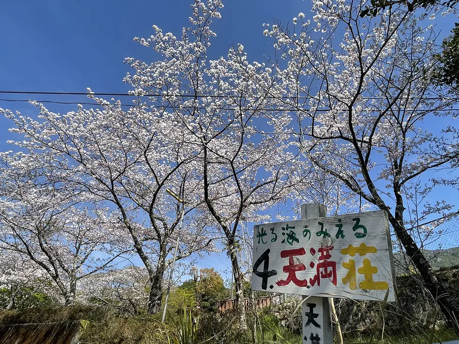 築100年の古民家でお花見！天満荘