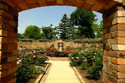 レッドヒルヒーサーの森の春バラ（7）