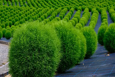 志摩市観光農園コキア（2）