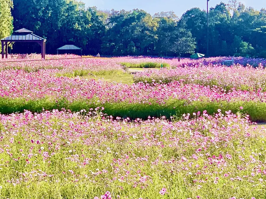 ピンク・白・赤・黄色の秋桜が咲く花畑