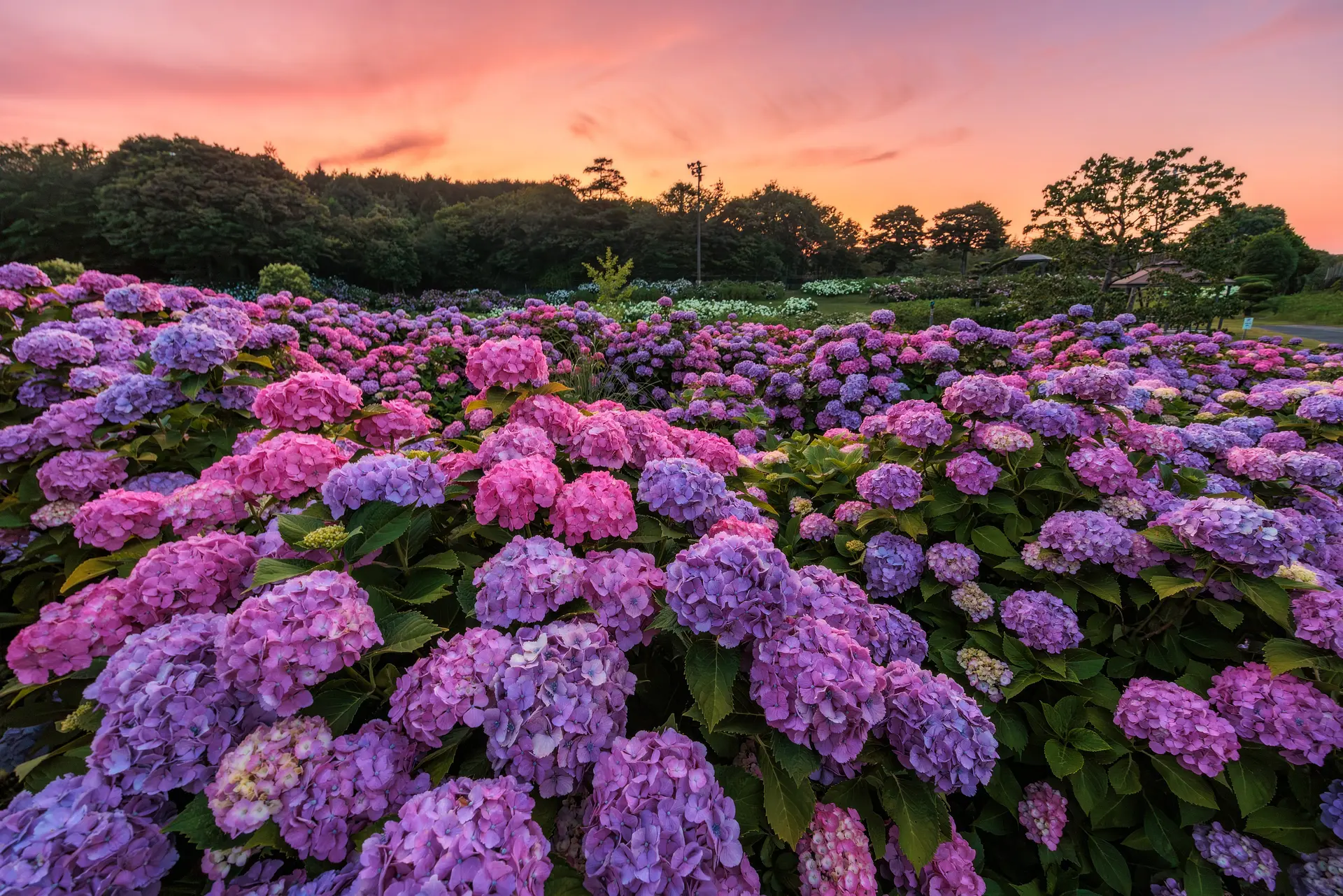 2026最新】かざはやの里の紫陽花の見頃はいつ？開花状況と見どころを