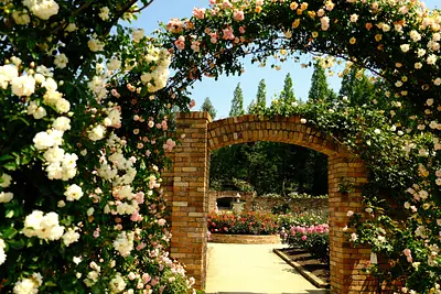 レッドヒルヒーサーの森の春バラ（4）