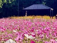 １万㎡１千万本の秋桜エリア