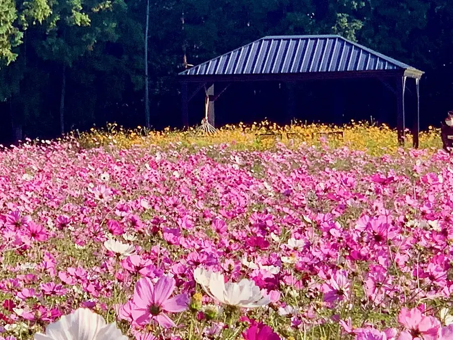 １万㎡１千万本の秋桜エリア