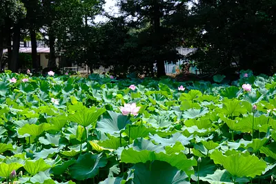 高田本山専修寺の蓮（4）
