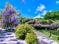 “Nine-shaku wisteria made into a standing tree that colors the babbling stream”