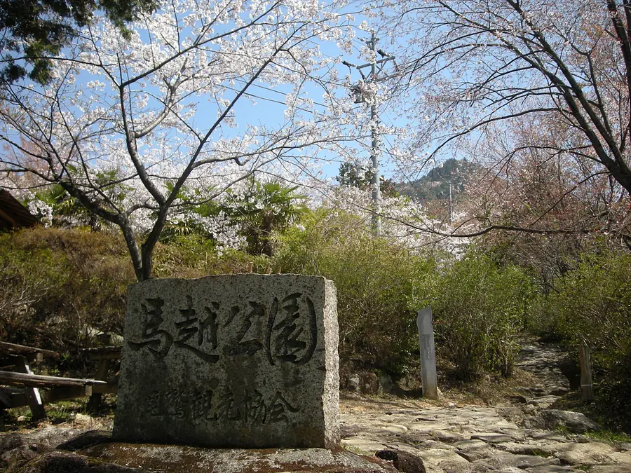 熊野古道で桜を楽しむ！馬越公園