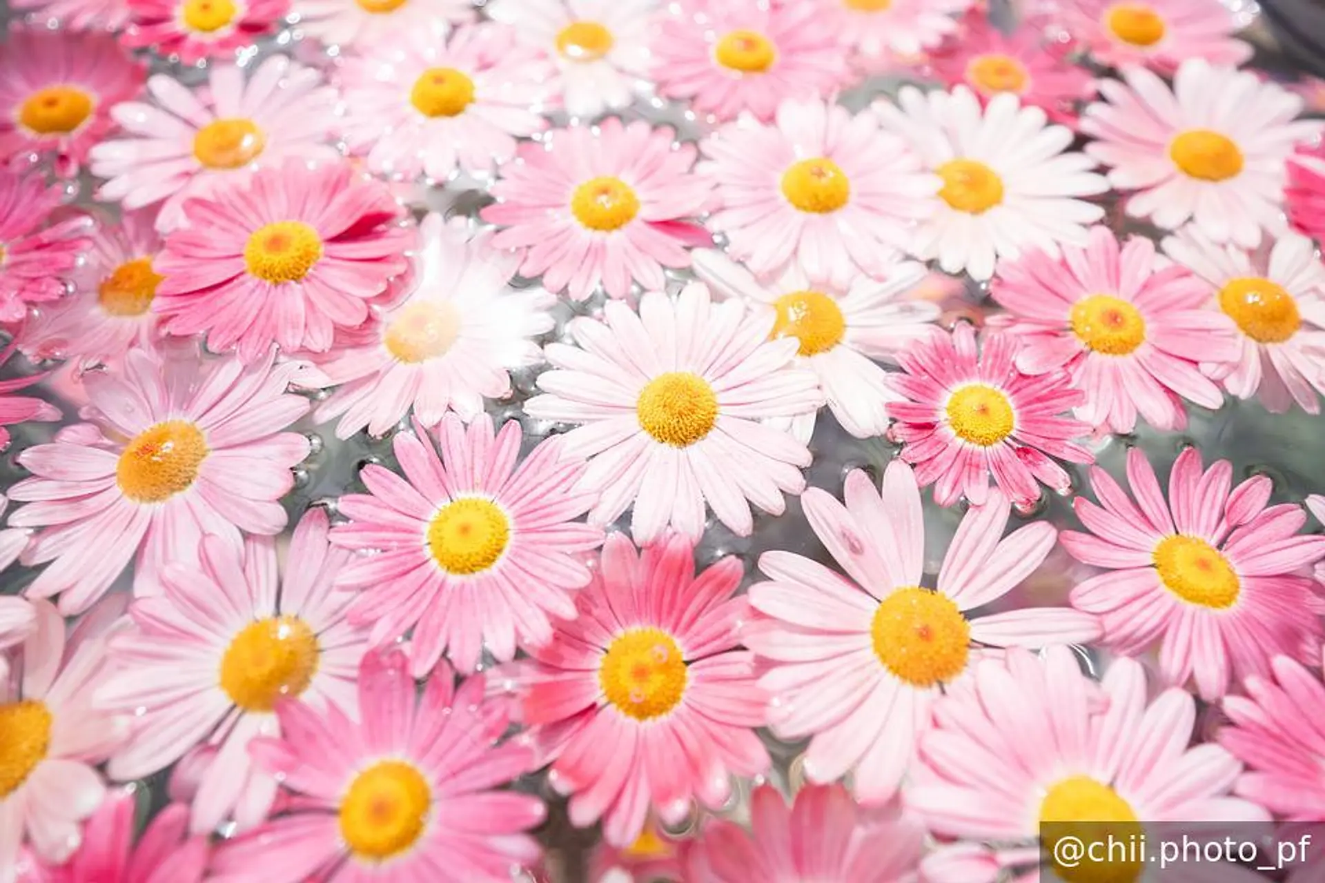 売店近くのフローティングフラワー