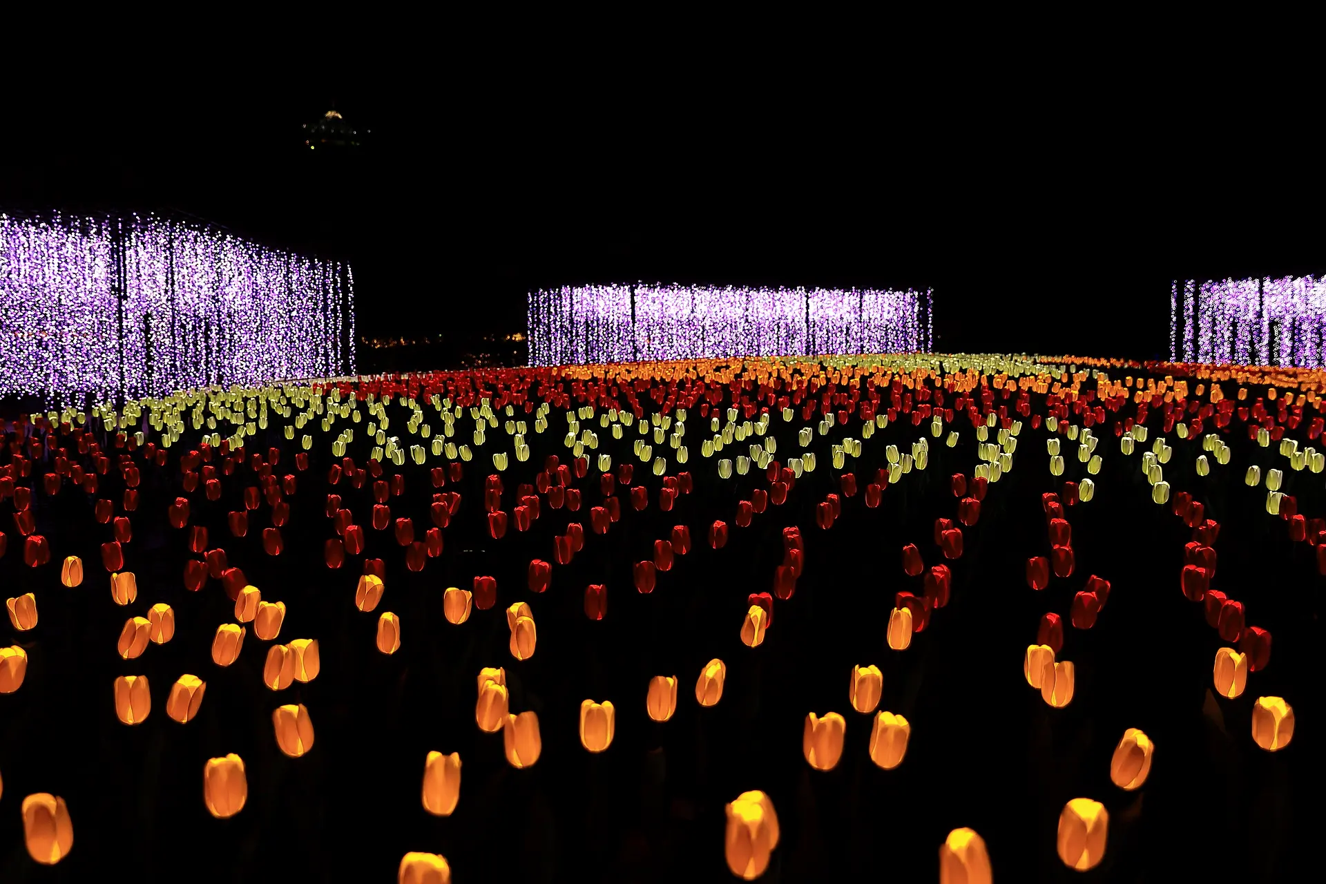 チューリップの丘と夏の星空