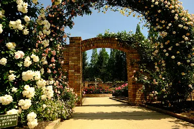 レッドヒルヒーサーの森の春バラ（5）