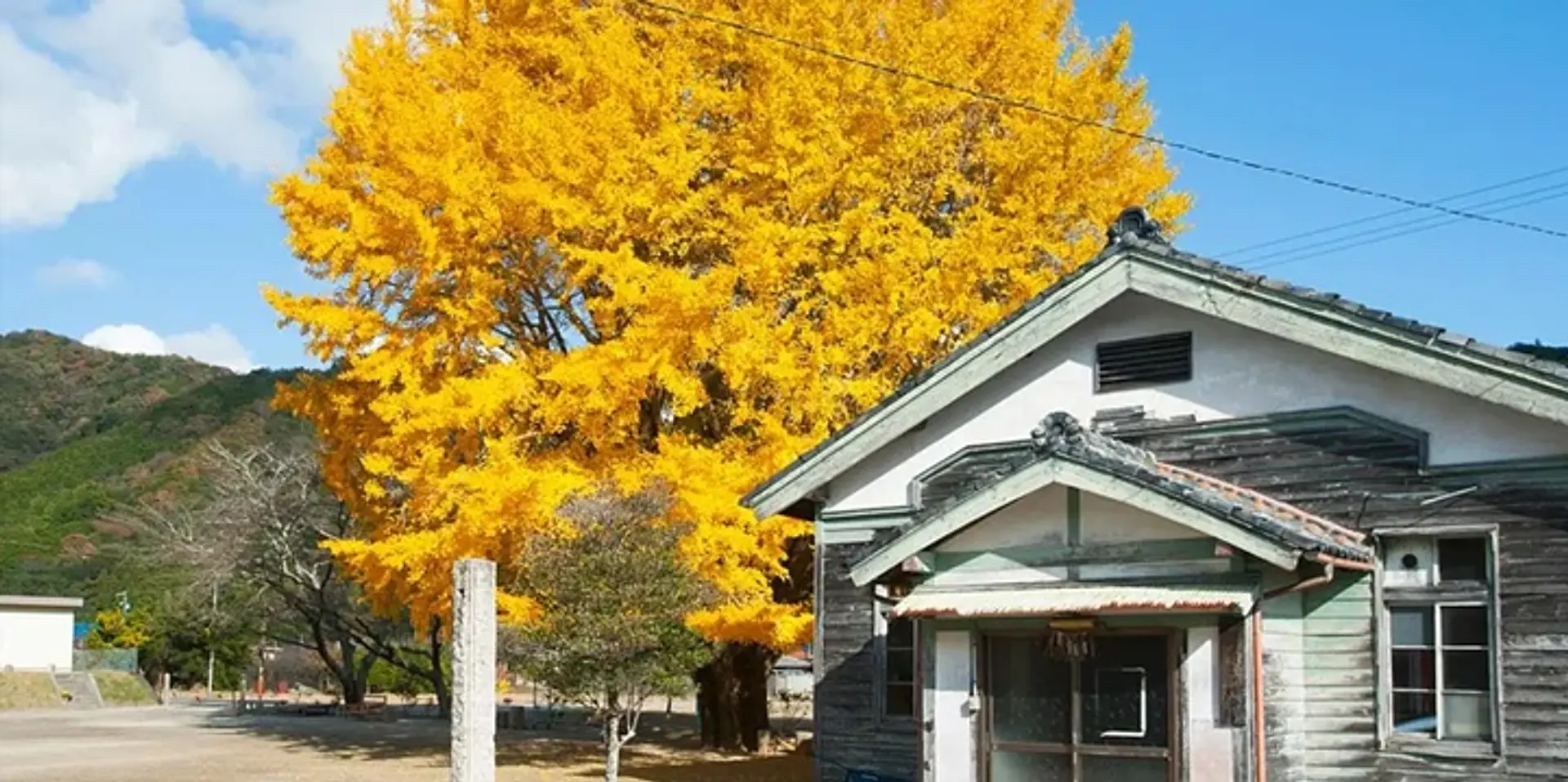 南伊勢町河内の大イチョウ