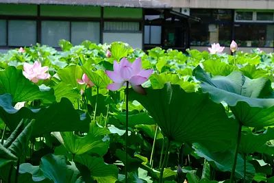 高田本山専修寺の蓮（5）