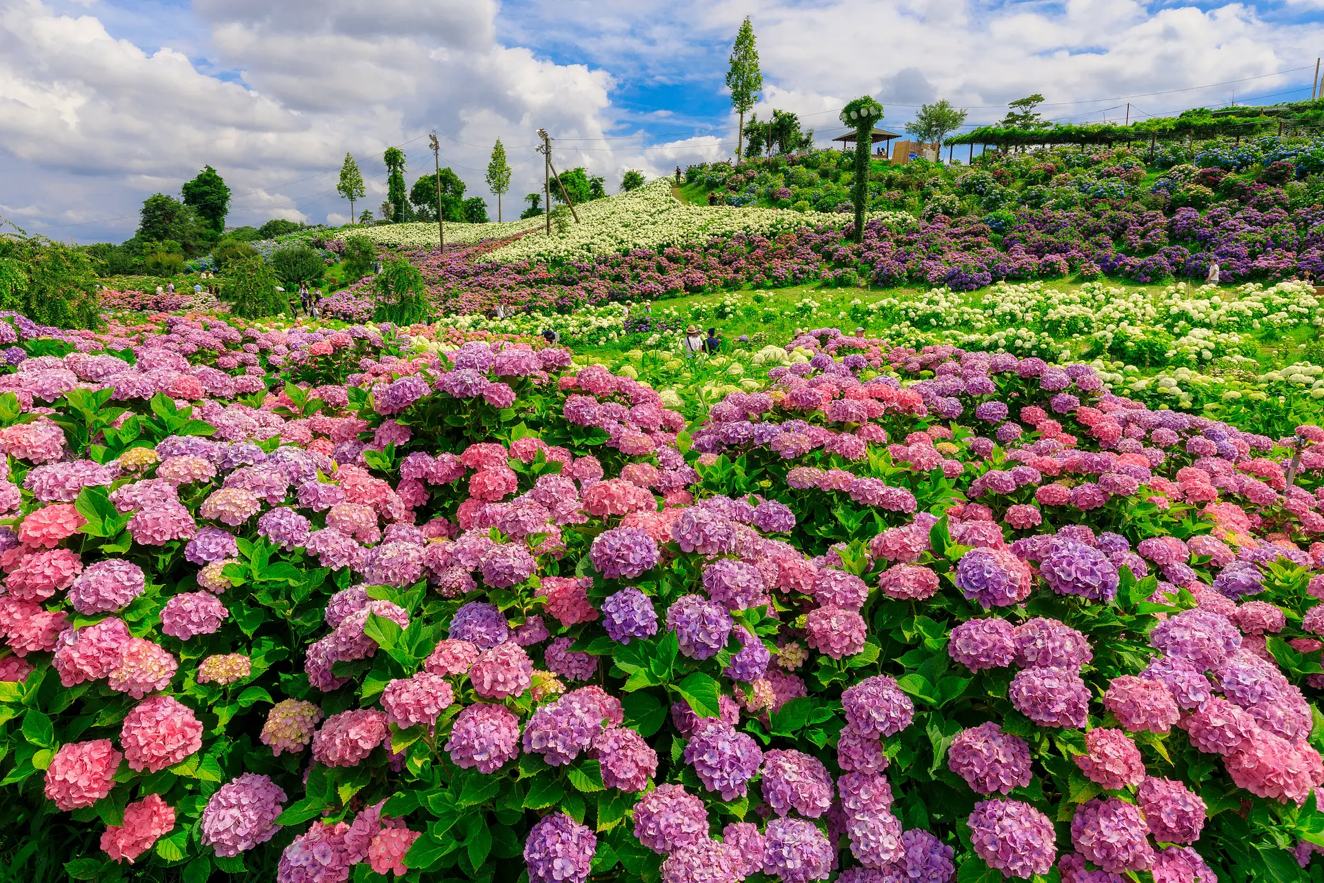 2026最新】かざはやの里の紫陽花の見頃はいつ？開花状況と見どころを