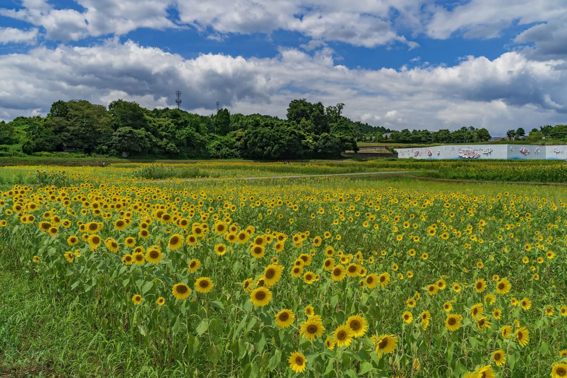 とことめの里一志のひまわり 