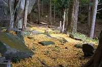 イチョウの岩屋堂・月参り