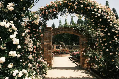 レッドヒルヒーサーの森の春バラ（6）