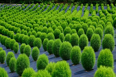 志摩市観光農園コキア（1）