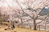 桜のライトアップ！in玄工山