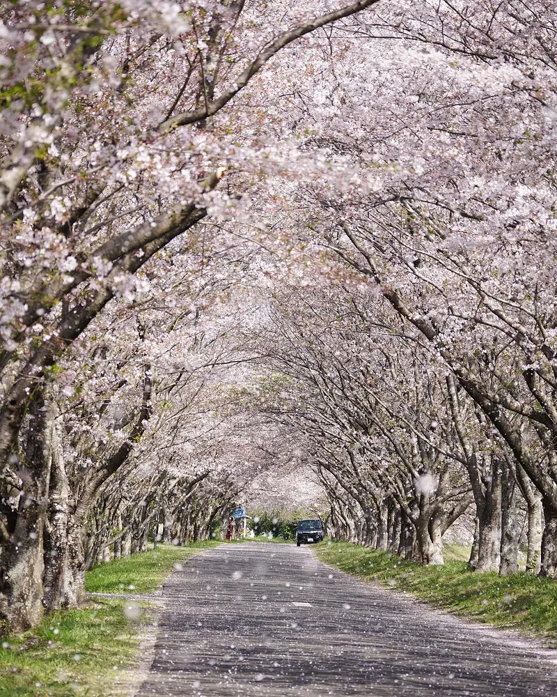 樱花