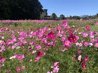 約15,000㎡に広がる秋桜の大パノラマ