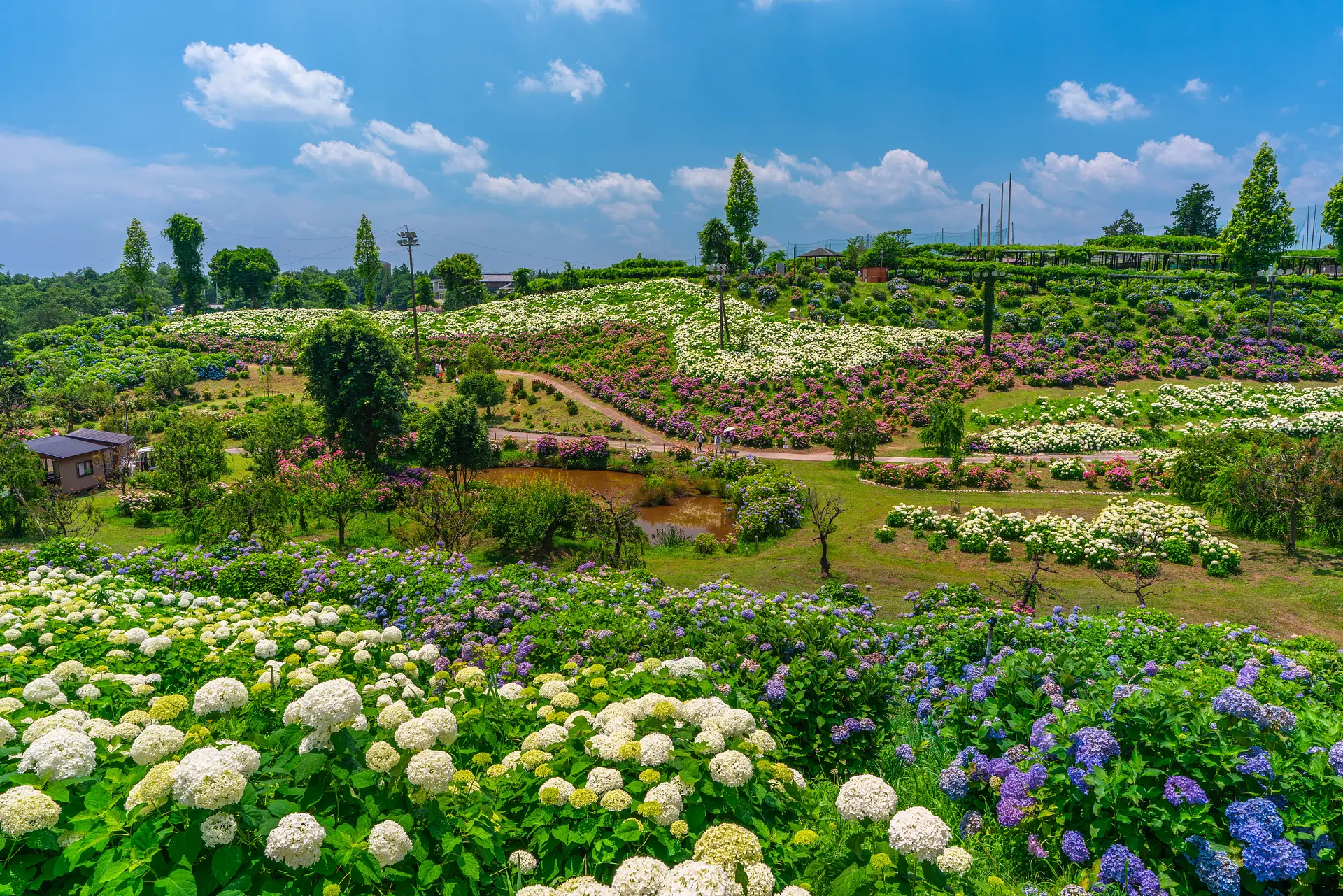 2026最新】かざはやの里の紫陽花の見頃はいつ？開花状況と見どころを