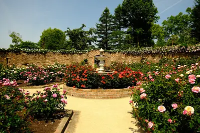 レッドヒルヒーサーの森の春バラ（8）