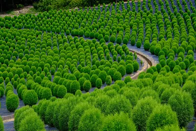 志摩市観光農園コキア（3）