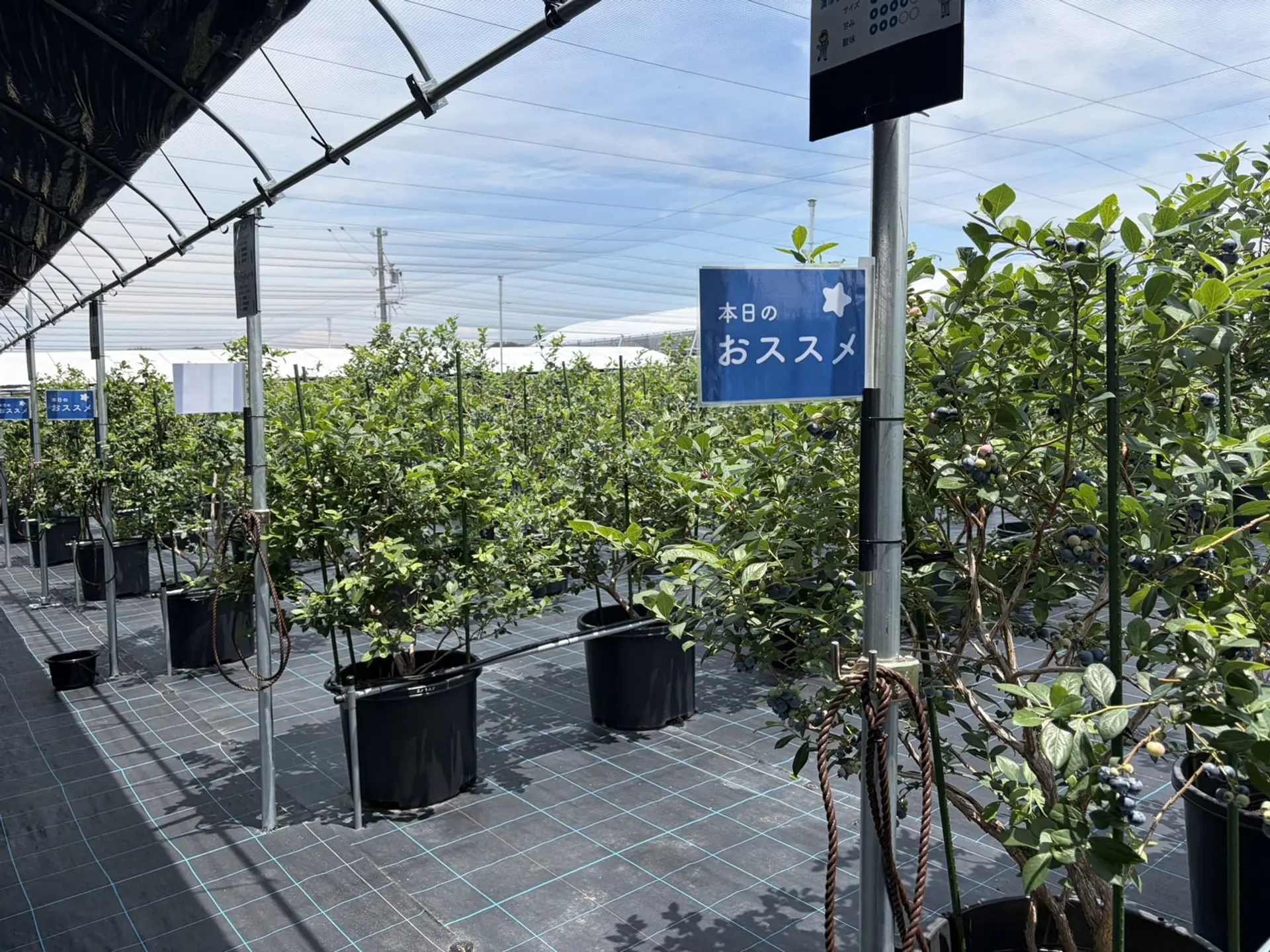 その日の食べごろ品種を教えてくれる
