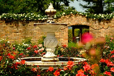 レッドヒルヒーサーの森の春バラ（9）