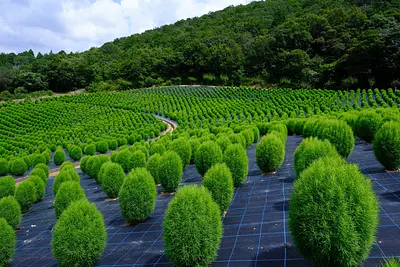 志摩市観光農園コキア（4）