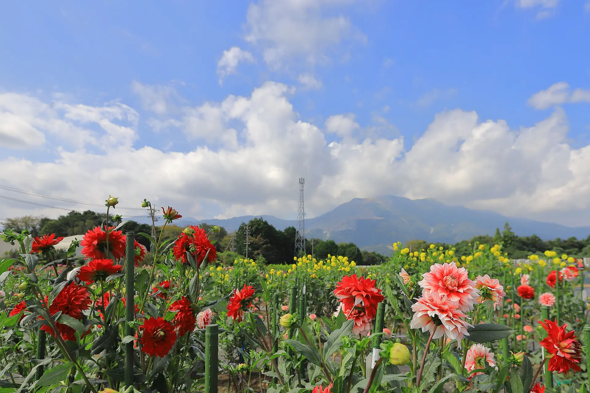 藤原岳を望むダリア園
