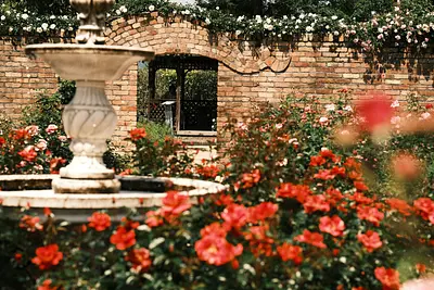 レッドヒルヒーサーの森の春バラ（10）