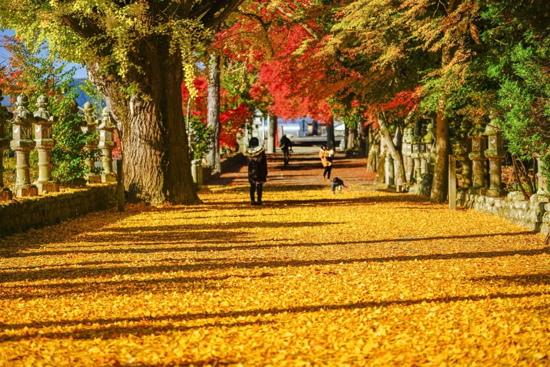 積田神社のイチョウ