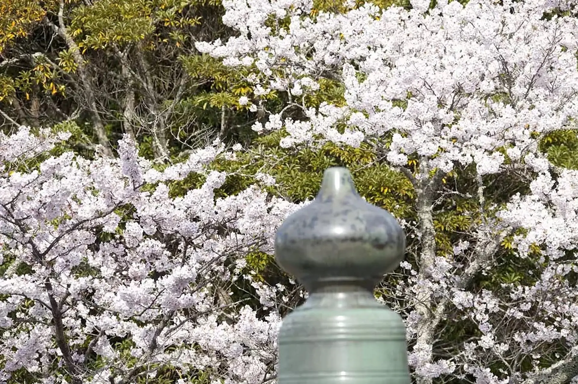 伊勢神宮 内宮の桜