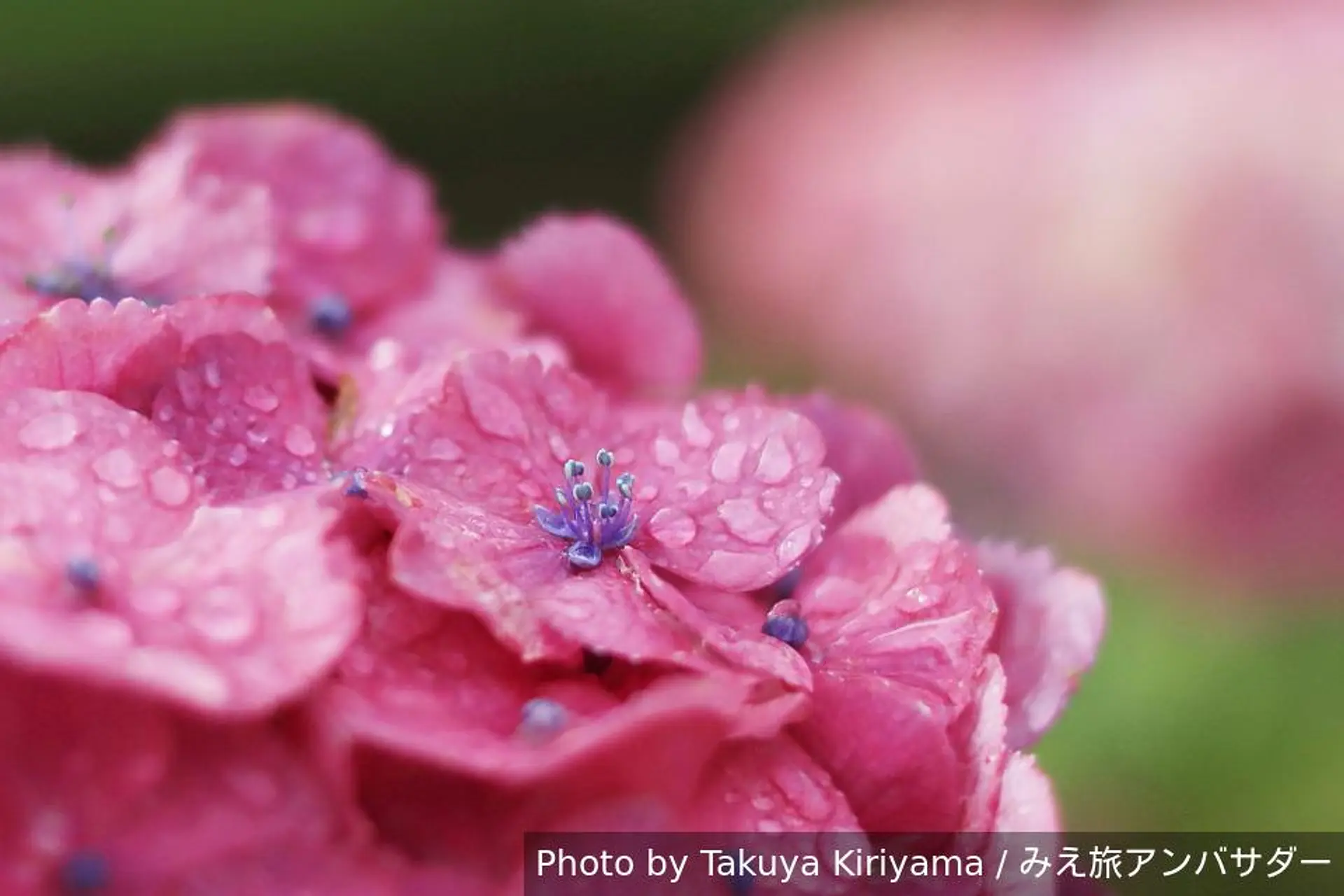 紫陽花 梅雨の季節は紫陽花を求めて！！2026年は三重県北中部の紫陽花スポット