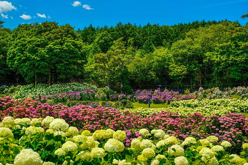 Présentation des spots d'hortensias « incontournables » de la préfecture de Mie !