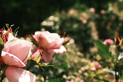 レッドヒルヒーサーの森の春バラ（11）