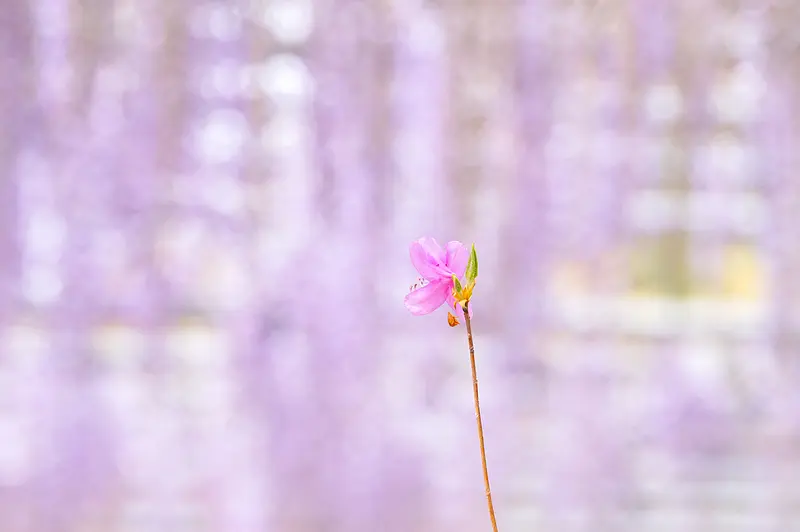 紫藤花園