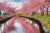 Fleurs de cerisier Kawazu