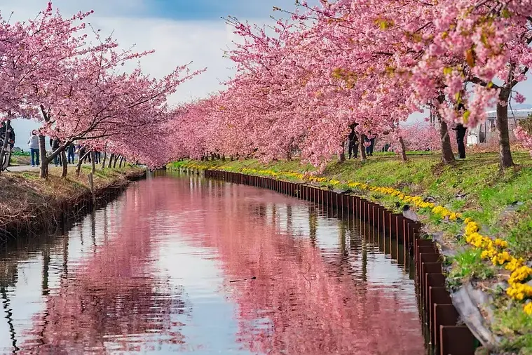 Kawazu cherry blossoms